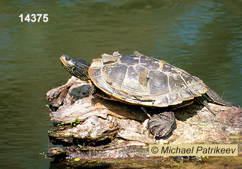 Common Map Turtle (Graptemys geographica)
